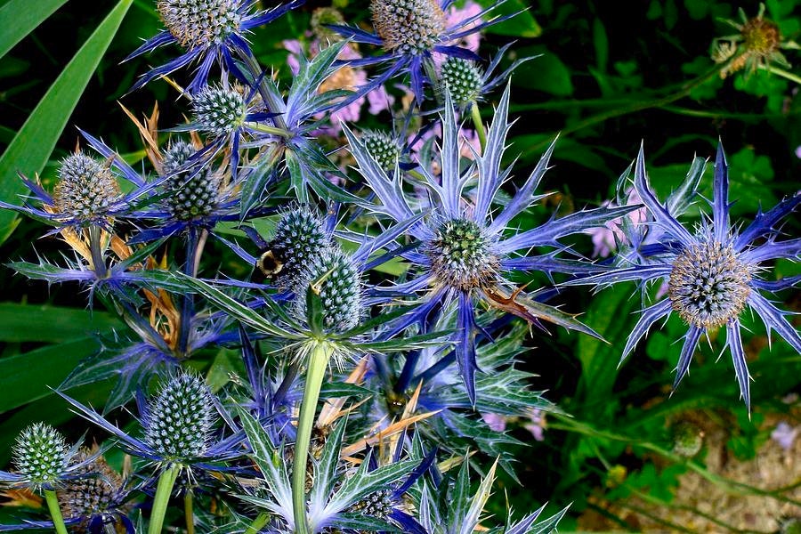 Heirloom Organic Blue Sea Holly Flower