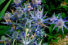 Load image into Gallery viewer, Heirloom Organic Blue Sea Holly Flower

