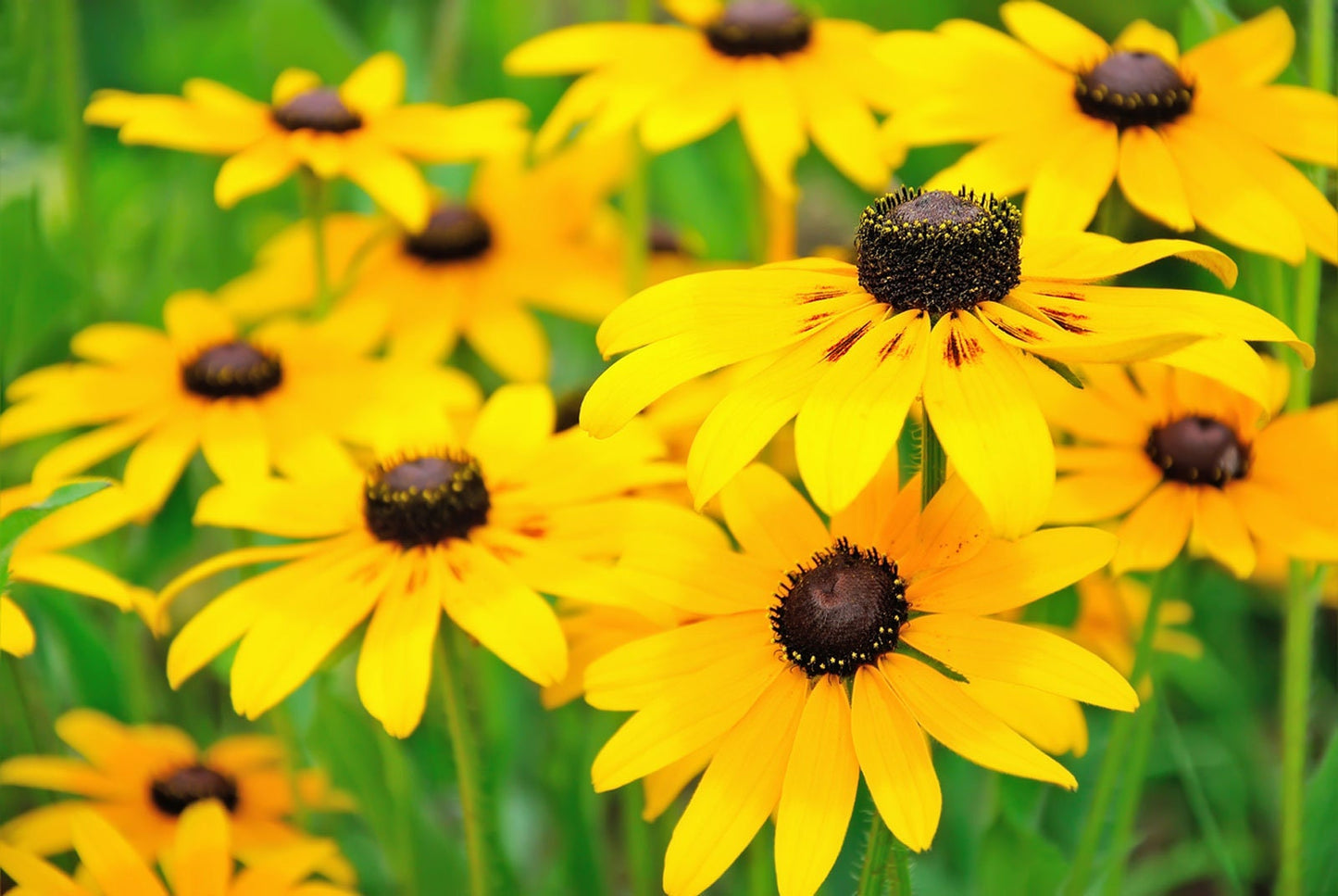 Heirloom Organic Black-eyed Susans Flower Seeds