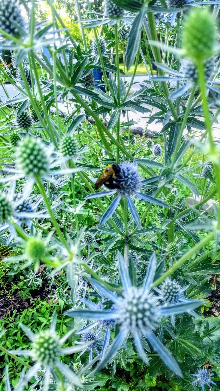 Heirloom Organic Blue Sea Holly Flower