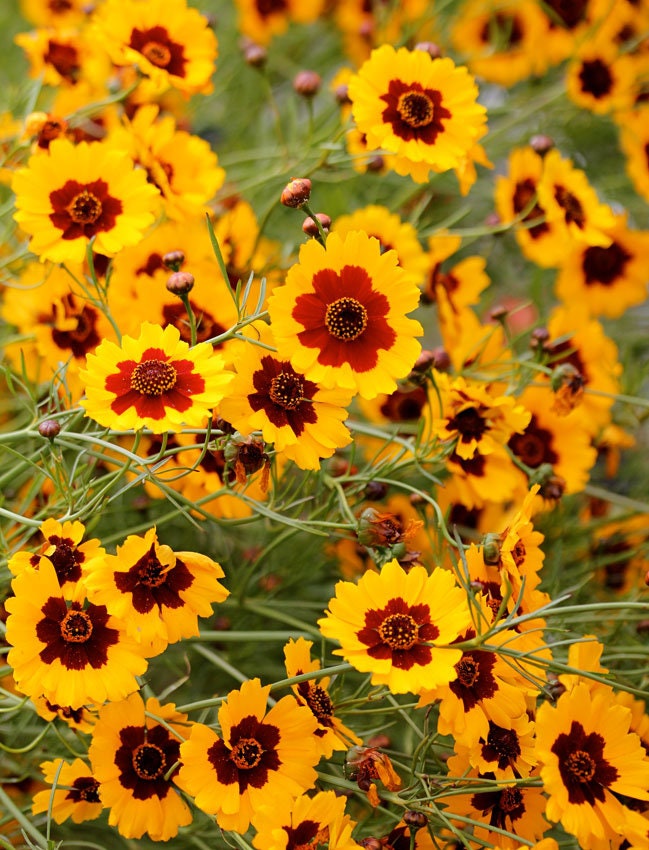 Heirloom Organic Plains Coreopsis Seeds (AKA Coreopsis Tinctoria, Plains Coreopsis, Garden Coreopsis, Golden Tickseed, Calliopsis)