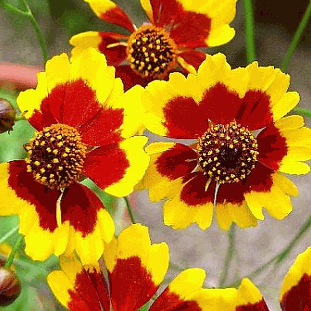 Heirloom Organic Plains Coreopsis Seeds (AKA Coreopsis Tinctoria, Plains Coreopsis, Garden Coreopsis, Golden Tickseed, Calliopsis)