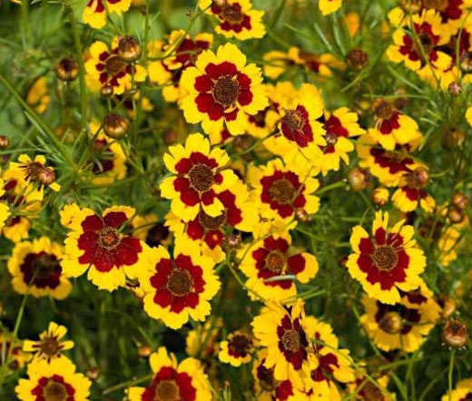 Heirloom Organic Plains Coreopsis Seeds (AKA Coreopsis Tinctoria, Plains Coreopsis, Garden Coreopsis, Golden Tickseed, Calliopsis)