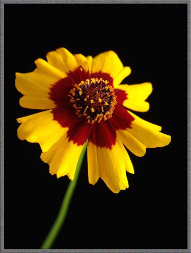 Heirloom Organic Plains Coreopsis Seeds (AKA Coreopsis Tinctoria, Plains Coreopsis, Garden Coreopsis, Golden Tickseed, Calliopsis)