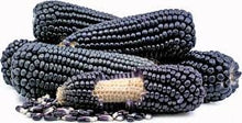 Load image into Gallery viewer, RARE  (NATIVE AMERICAN) Heirloom Organic Black Aztec Corn Seeds (Black Mexican Corn) Seeds
