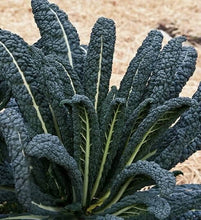 Load image into Gallery viewer, Heirloom Organic Black Magic Lacinato Kale Seeds

