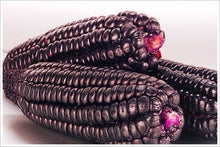 Load image into Gallery viewer, RARE Heirloom Organic Peruvian purple Corn Seeds (Maiz Morado or Incan Ceremonial Maiz)

