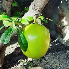 RARE Organic Heirloom Calabash Fruit Tree Seeds