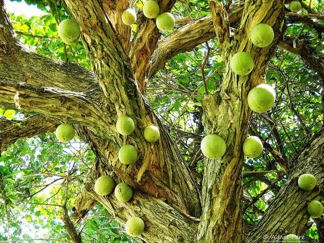 RARE Organic Heirloom Calabash Fruit Tree Seeds
