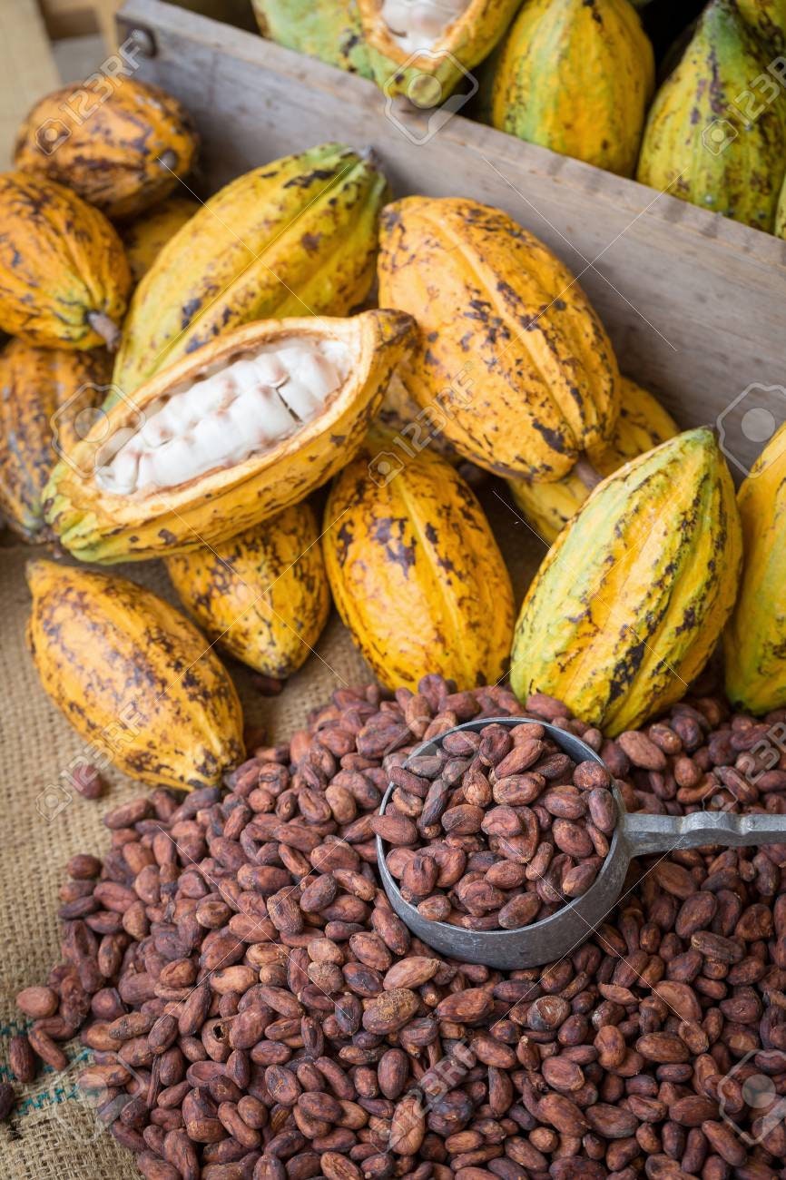 Heirloom Organic Theobroma Cacao Tree Seeds (Chocolate Tree, Cocoa Bean Tree) Raw Food Grade Dry