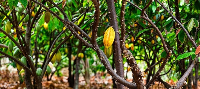 Heirloom Organic Theobroma Cacao Tree Seeds (Chocolate Tree, Cocoa Bean Tree) Raw Food Grade Dry