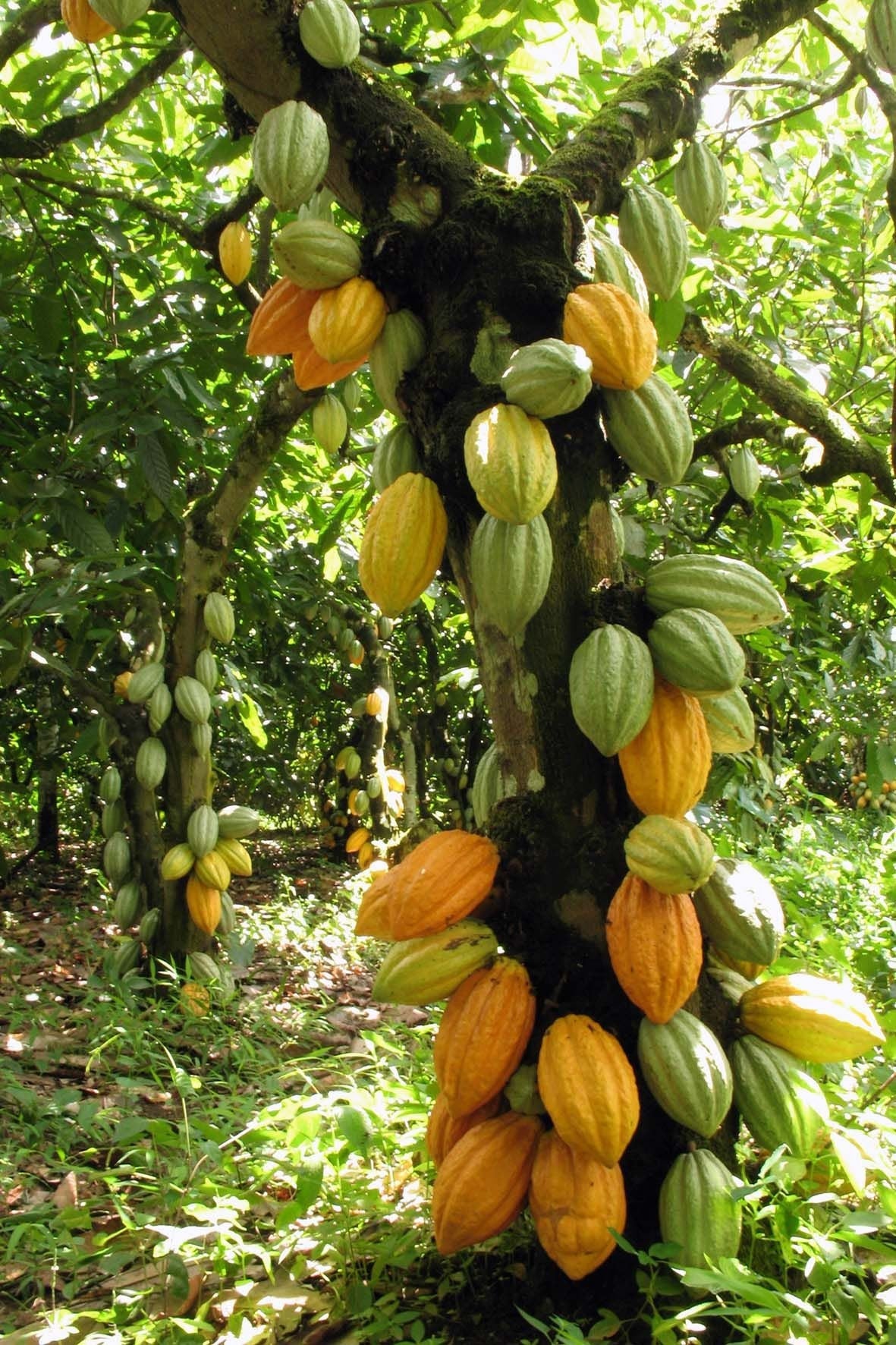 Heirloom Organic Theobroma Cacao Tree Seeds (Chocolate Tree, Cocoa Bean Tree) Raw Food Grade Dry