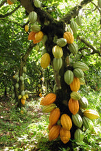 Load image into Gallery viewer, Heirloom Organic Theobroma Cacao Tree Seeds (Chocolate Tree, Cocoa Bean Tree) Raw Food Grade Dry
