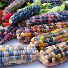 Load image into Gallery viewer, Heirloom Organic Indian Corn Seeds (Aka Glass Gem Corn)
