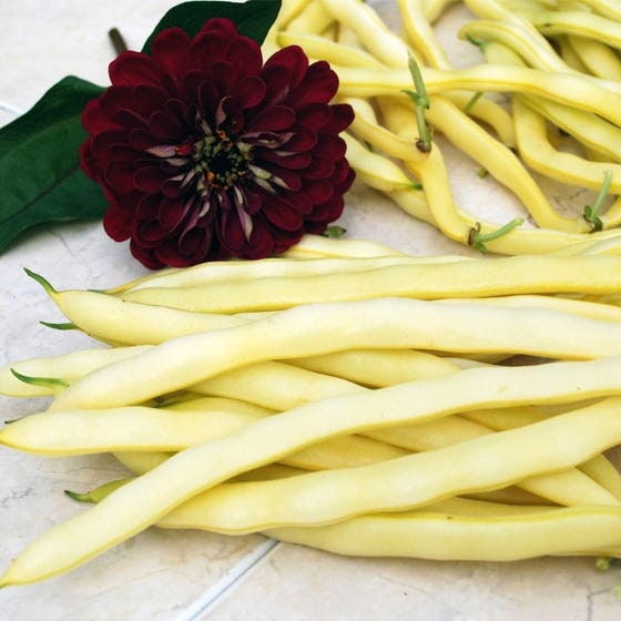 Heirloom Organic Yellow Pencil Pod Bush Bean Seeds