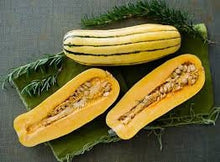 Load image into Gallery viewer, Heirloom Organic Delicata Winter Squash Seeds (AKA Sweet Potato Squash Seeds, Peanut squash, Bohemian squash)

