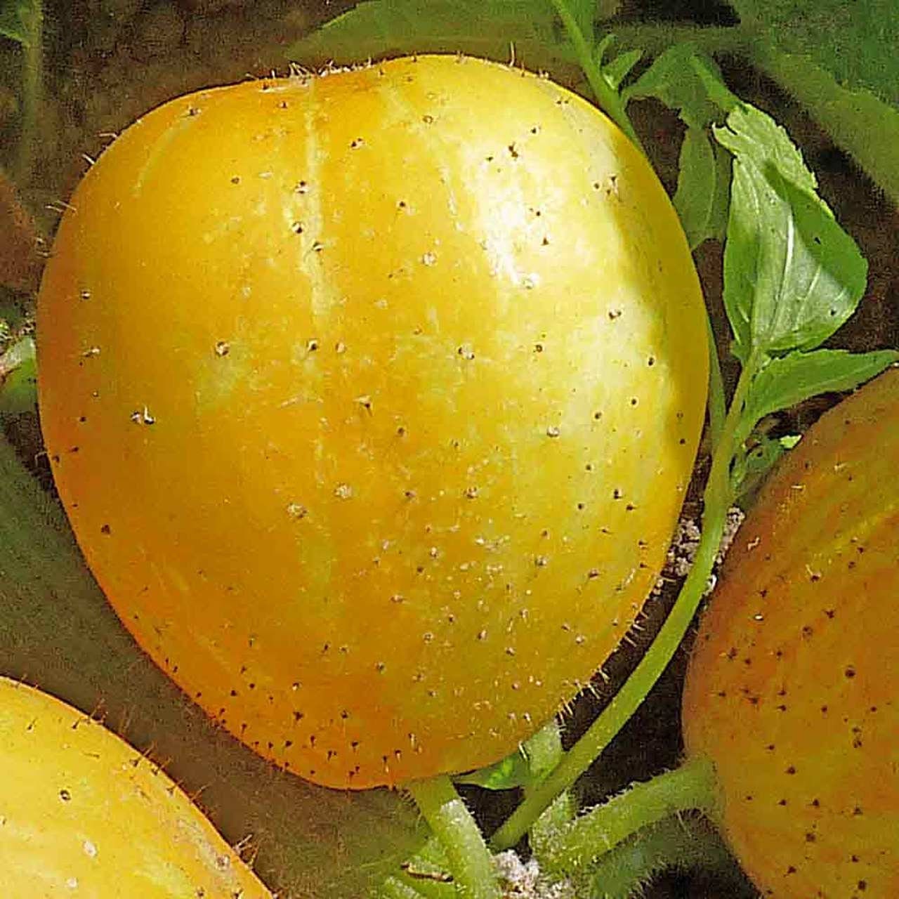 Rare Heirloom Organic Lemon Cucumber Seeds