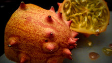 Load image into Gallery viewer, Organic Heirloom Horned Melon Seeds (Cucumis metuliferus, Kiwano, Jelly Melon, African Horned Cucumber.) Seeds Rare
