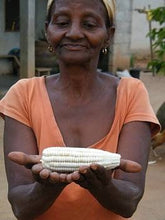 Load image into Gallery viewer, SUPER RARE ENDANGERED corn Heirloom Organic Volta White Maize Seeds
