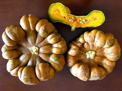 Extremely Rare Endangered Plant Canacin Squash Seeds ***ENDANGERED PLANT SPECIES***