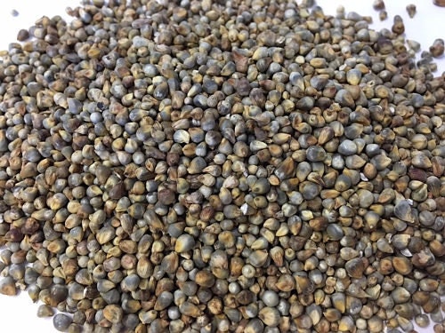 RARE ENDANGERED Dagbon Grey Millet Seeds Extremely Rare Endangered Plant Species