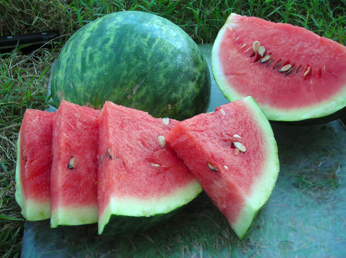 Heirloom Organic Wilson's Sweet Watermelon Seeds