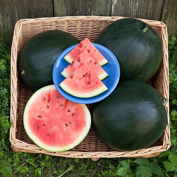 Organic Heirloom Blacktail Mountain Watermelon Seeds