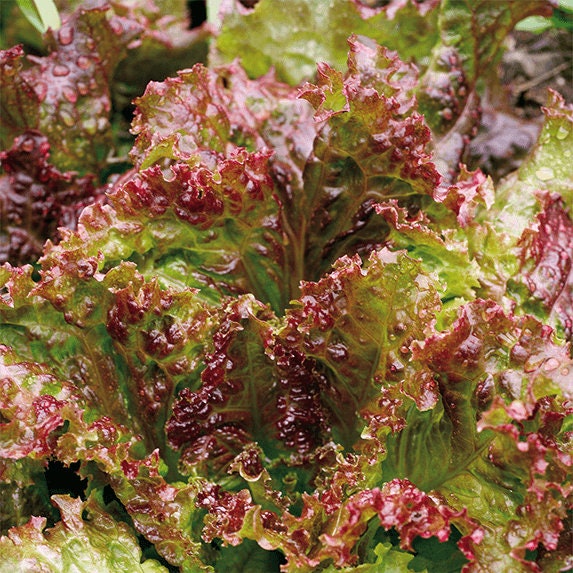 Heirloom Organic New Red Fire Lettuce Seeds