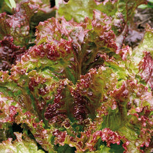 Load image into Gallery viewer, Heirloom Organic New Red Fire Lettuce Seeds
