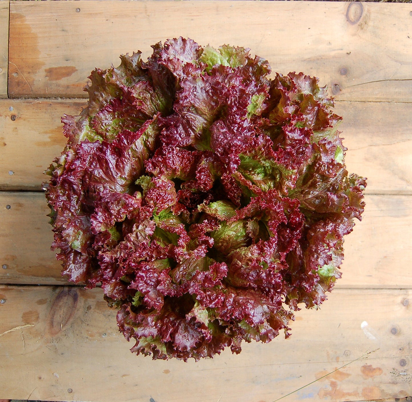 Heirloom Organic New Red Fire Lettuce Seeds