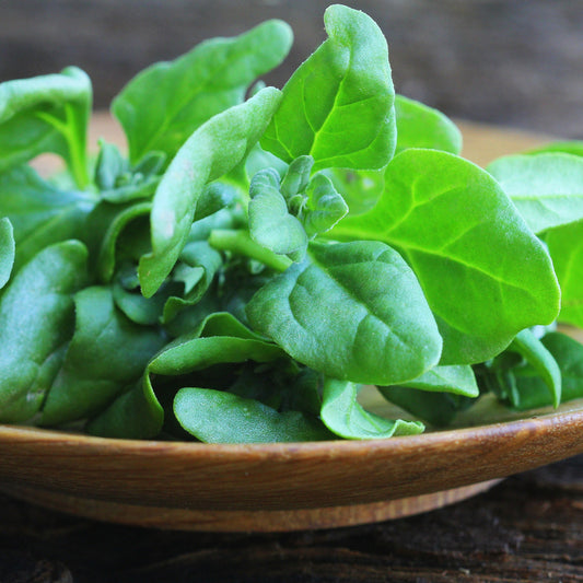 Heirloom Organic New Zealand Spinach Seeds