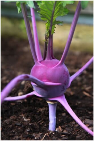 Heirloom Organic Azur Star Kohlrabi Seeds