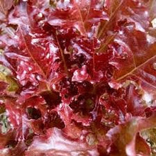 Load image into Gallery viewer, Heirloom Organic 8 Lettuce Salad Bowl Seeds
