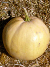 Load image into Gallery viewer, Heirloom Organic Texas Indian Pumpkin Seeds Aka Moschata Winter Squash

