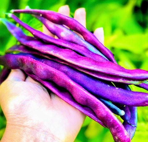 Heirloom Organic Royalty Purple Pod Garden Bean Seeds