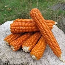 Heirloom Organic Orange Asian Waxy Chinese Corn Seeds