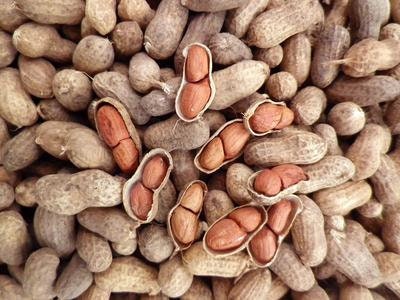 Heirloom Organic Raw Spanish Peanut Seeds