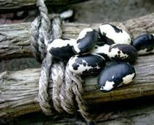 Load image into Gallery viewer, Heirloom Organic Orca Bean Seeds (Aka Calypso Beans, Yin Yang Beans, Panda bean seeds)
