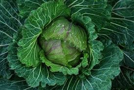 Heirloom Organic Danish Ballhead Cabbage Seeds