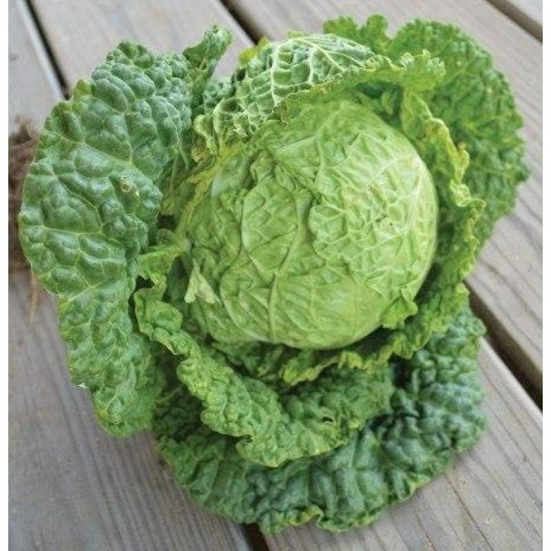 Heirloom Organic Danish Ballhead Cabbage Seeds