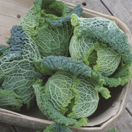 Heirloom Organic Danish Ballhead Cabbage Seeds