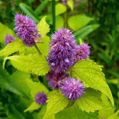 Heirloom Organic Korean Mint Seeds (Butterfly and Bee Attracting)