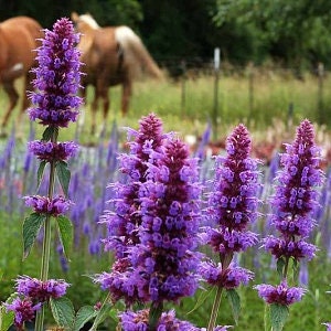 Heirloom Organic Korean Mint Seeds (Butterfly and Bee Attracting)