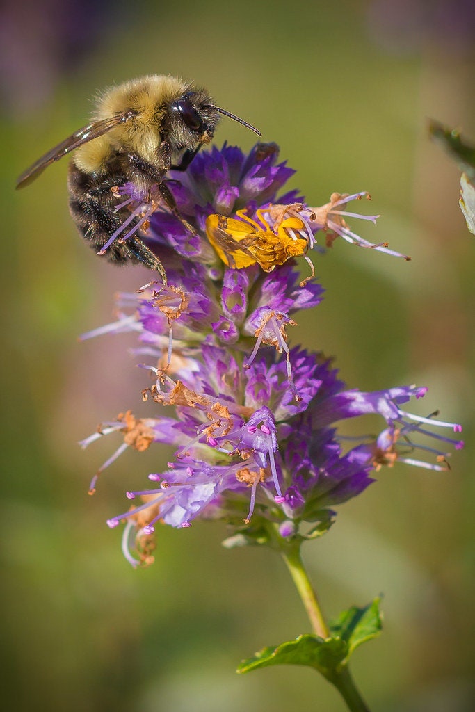 Heirloom Organic Korean Mint Seeds (Butterfly and Bee Attracting)