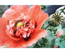 Load image into Gallery viewer, Heirloom Red Corn Seeds (aka RemembraPoppy nce Poppy, Flander&#39;s poppy, Field Poppy)
