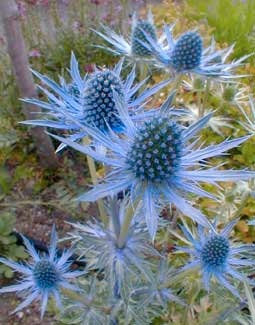 Heirloom Organic Blue Sea Holly Flower