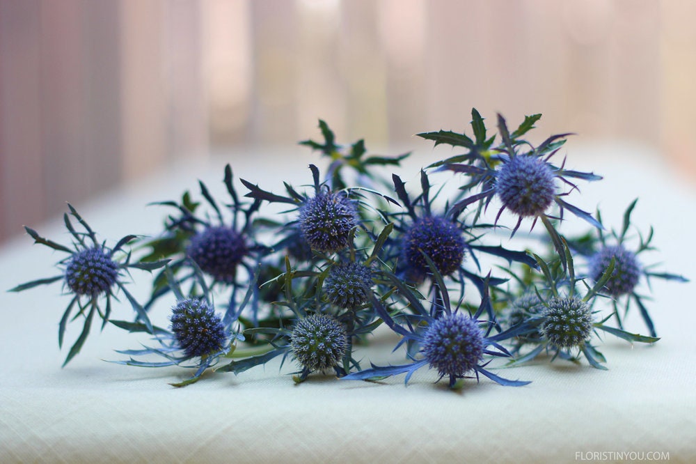 Heirloom Organic Blue Sea Holly Flower