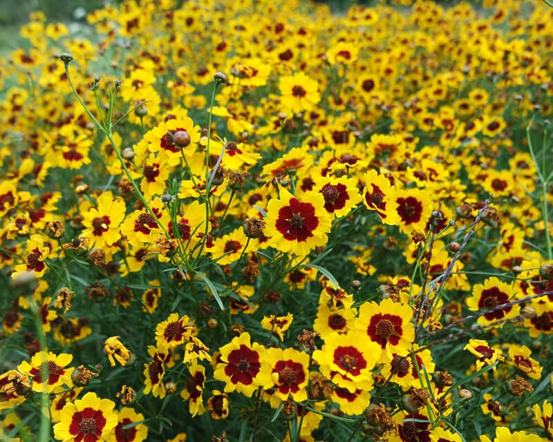 Heirloom Organic Plains Coreopsis Seeds (AKA Coreopsis Tinctoria, Plains Coreopsis, Garden Coreopsis, Golden Tickseed, Calliopsis)