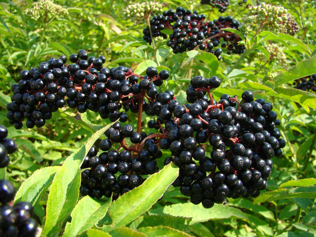 Heirloom Organic American Elderberry Seeds