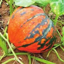 Heirloom Organic Lakota Winter Squash Seeds